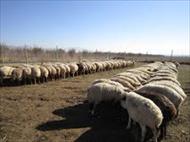 پاورپوینت-بررسی اقتصاد پرواربندی گوسفند-66اسلاید-pptx